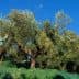 Person using a long pole to harvest olives from an olive tree in a field. - Olive Oil Times