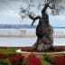 An olive tree with a gnarled trunk situated in a landscaped area near the coast. - Olive Oil Times