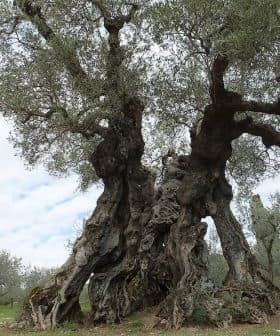 An ancient olive tree featuring a thick, gnarled trunk and twisted branches in a natural setting. - Olive Oil Times