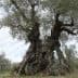 An ancient olive tree featuring a thick, gnarled trunk and twisted branches in a natural setting. - Olive Oil Times
