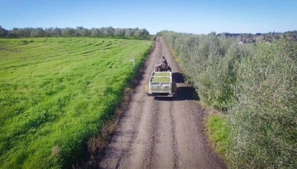 Tractor pulling a trailer loaded with green produce on a dirt road through an olive grove. - Olive Oil Times