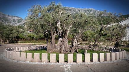 An ancient olive tree encircled by a stone structure in a green area. - Olive Oil Times