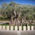 An ancient olive tree encircled by a stone structure in a green area. - Olive Oil Times