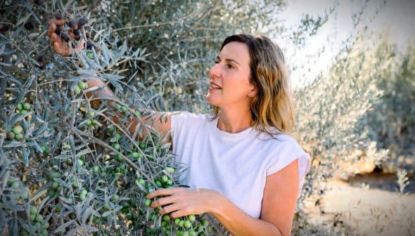 Woman picking olives from a branch of an olive tree in an outdoor setting. - Olive Oil Times