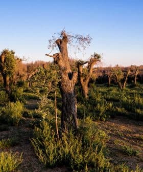 Olive grove featuring pruned olive trees and surrounding greenery under a clear sky. - Olive Oil Times