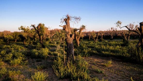 Olive grove featuring pruned olive trees and surrounding greenery under a clear sky. - Olive Oil Times