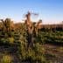 Olive grove featuring pruned olive trees and surrounding greenery under a clear sky. - Olive Oil Times