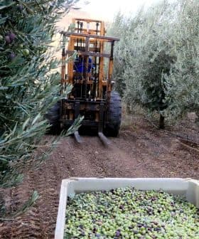 A tractor with a harvesting attachment collecting olives from trees in an olive grove. - Olive Oil Times