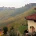 Vineyard landscape featuring terraced rows of grapevines and a house in the foreground. - Olive Oil Times