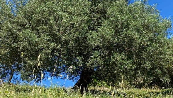 An olive tree with a dense canopy and green leaves in a natural outdoor environment. - Olive Oil Times