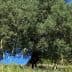 An olive tree with a dense canopy and green leaves in a natural outdoor environment. - Olive Oil Times