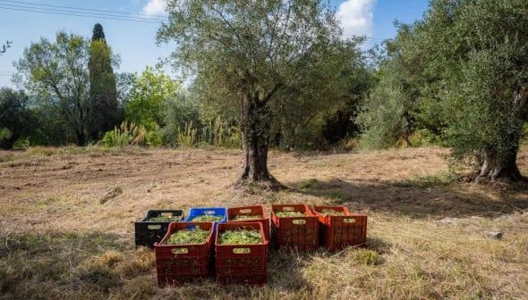Colorful plastic crates filled with harvested olives placed under olive trees in a field. - Olive Oil Times