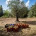 Colorful plastic crates filled with harvested olives placed under olive trees in a field. - Olive Oil Times