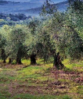 Row of olive trees in a grove with green foliage and a natural landscape. - Olive Oil Times