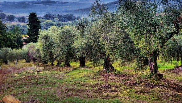 Row of olive trees in a grove with green foliage and a natural landscape. - Olive Oil Times