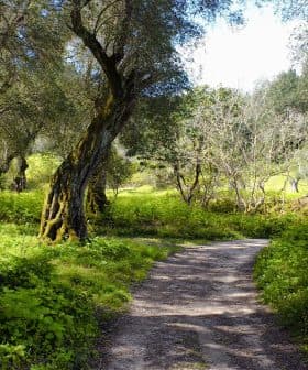 A winding pathway surrounded by olive trees and green vegetation in a natural setting. - Olive Oil Times
