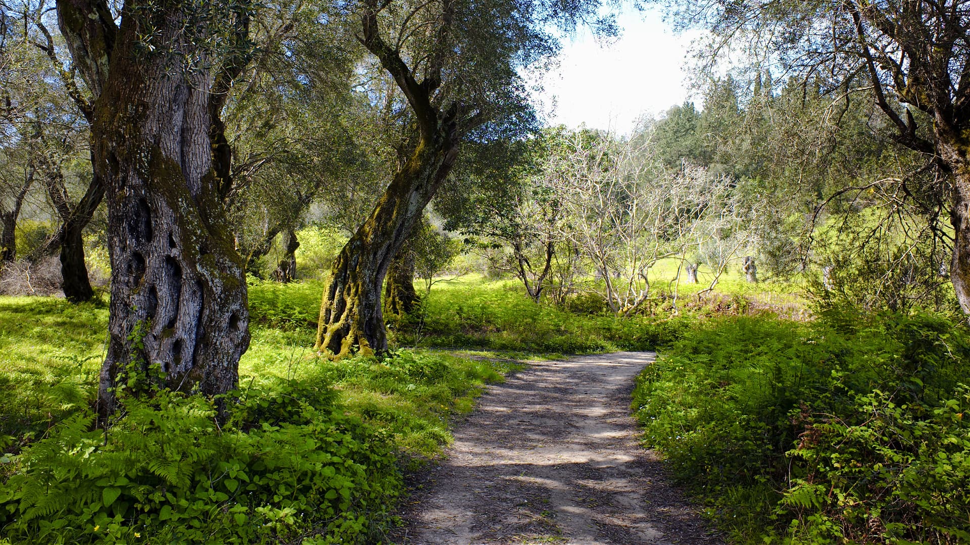 A winding pathway surrounded by olive trees and green vegetation in a natural setting. - Olive Oil Times