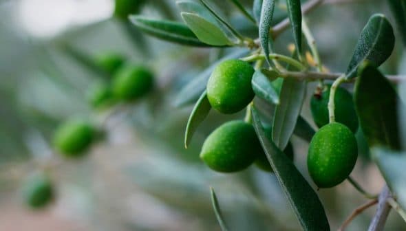 Close-up of green olives growing on a branch of an olive tree with leaves. - Olive Oil Times