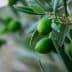 Close-up of green olives growing on a branch of an olive tree with leaves. - Olive Oil Times