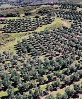 Aerial view of an olive grove featuring neatly arranged rows of olive trees on a hillside. - Olive Oil Times