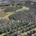 Aerial view of an olive grove featuring neatly arranged rows of olive trees on a hillside. - Olive Oil Times