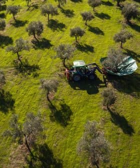 Aerial view of a tractor working in an olive grove with trees and shadows on the ground. - Olive Oil Times