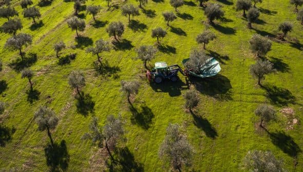 Aerial view of a tractor working in an olive grove with trees and shadows on the ground. - Olive Oil Times