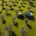 Aerial view of a tractor working in an olive grove with trees and shadows on the ground. - Olive Oil Times