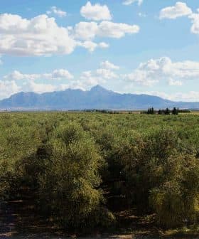 Expansive olive grove with trees and mountains visible in the background under a cloudy sky. - Olive Oil Times