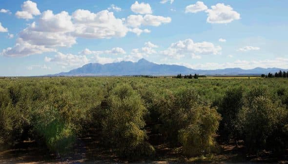 Expansive olive grove with trees and mountains visible in the background under a cloudy sky. - Olive Oil Times