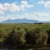 Expansive olive grove with trees and mountains visible in the background under a cloudy sky. - Olive Oil Times