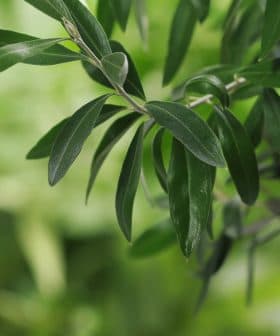 Close-up view of green olive tree leaves with a soft focus background. - Olive Oil Times