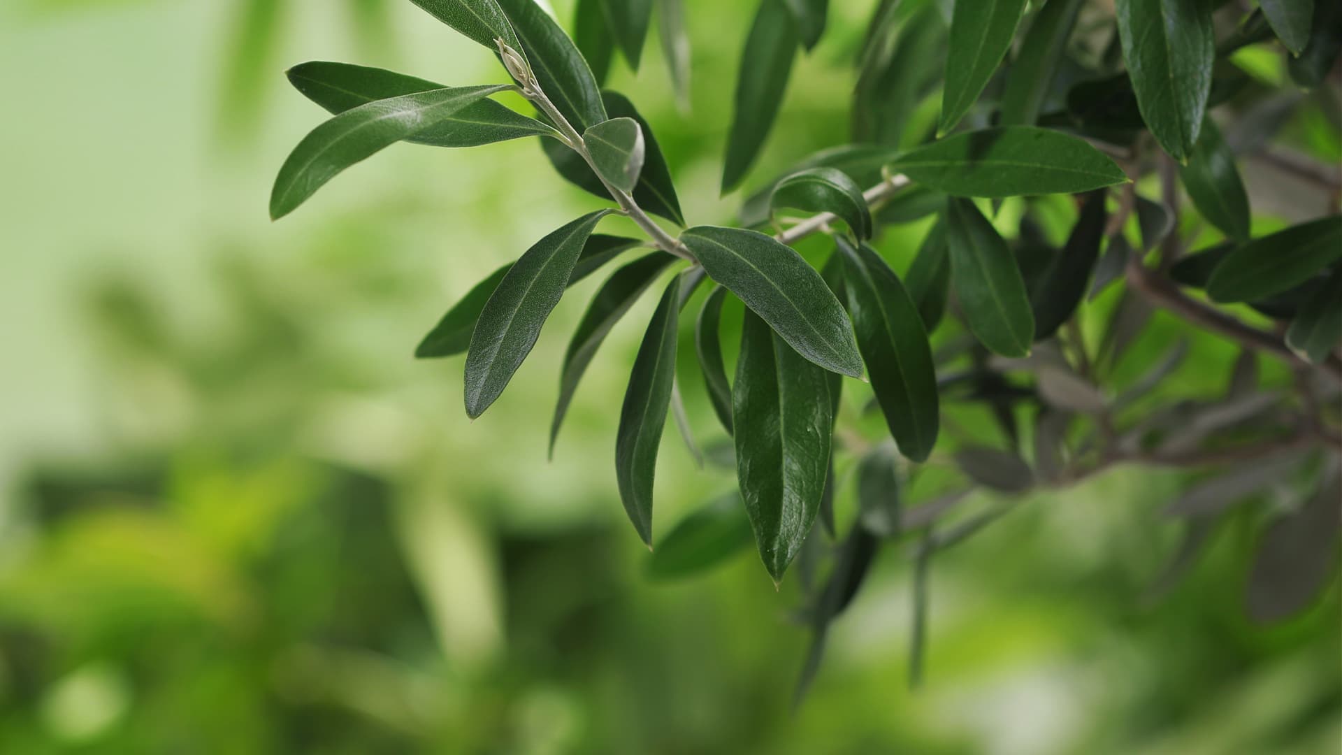 Close-up view of green olive tree leaves with a soft focus background. - Olive Oil Times