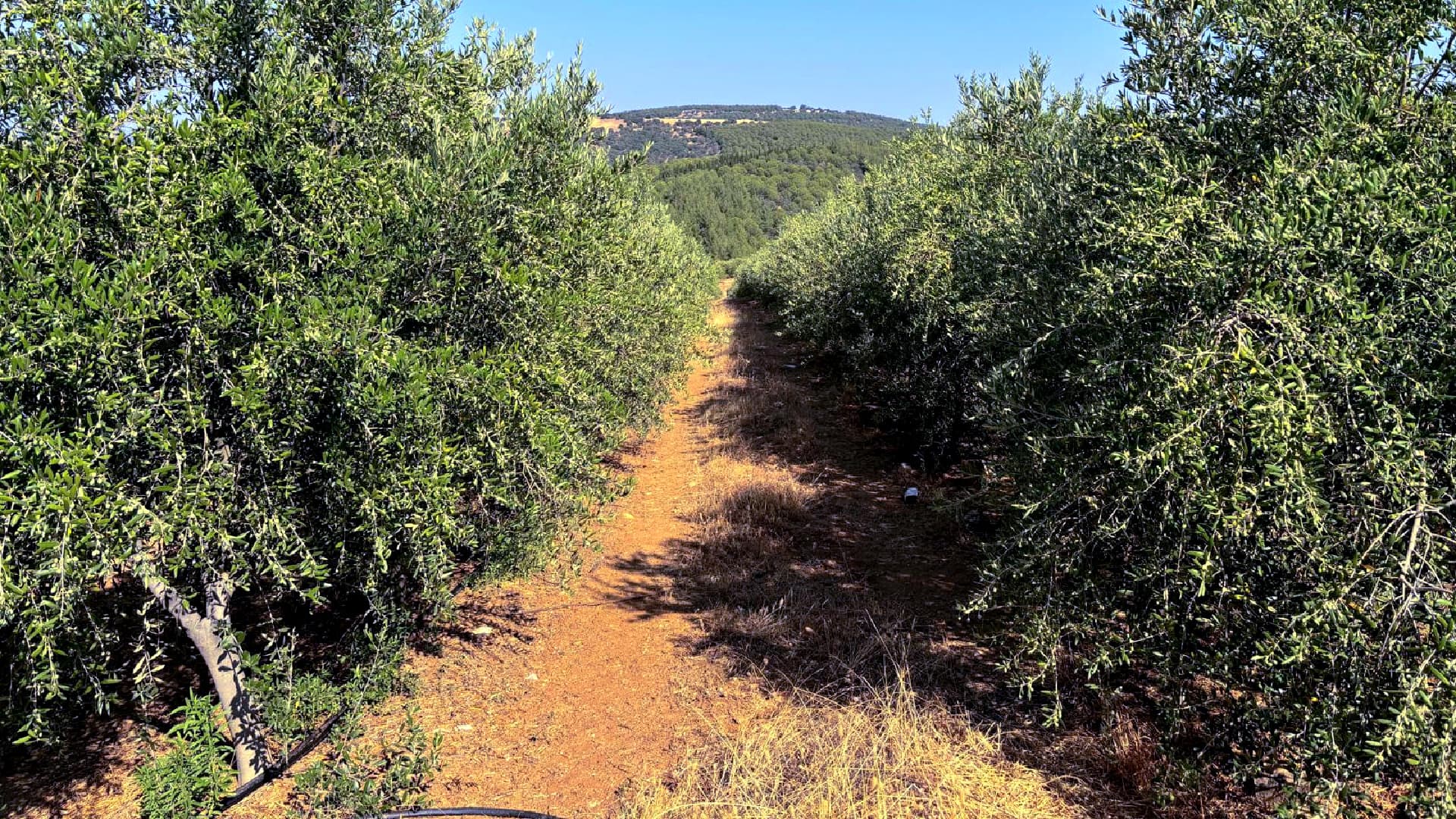 Pathway through an olive grove with trees on either side and a clear sky above. - Olive Oil Times