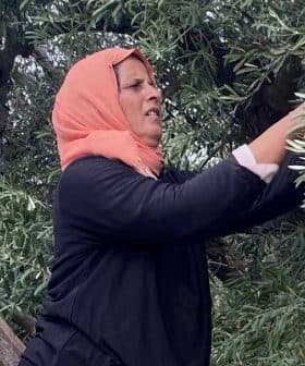 Woman wearing a headscarf picking olives from an olive tree while standing on a ladder. - Olive Oil Times