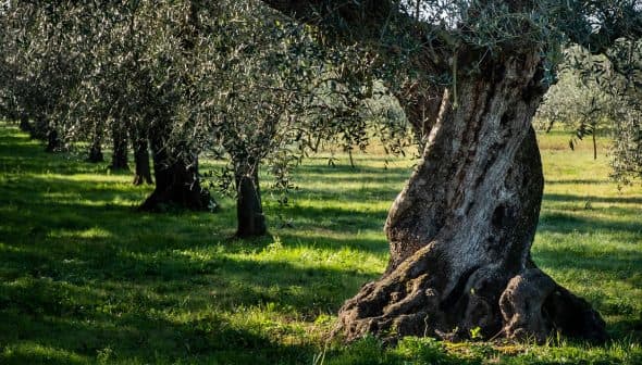 Close-up view of the trunk of an olive tree in an orchard with green grass. - Olive Oil Times