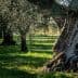 Close-up view of the trunk of an olive tree in an orchard with green grass. - Olive Oil Times