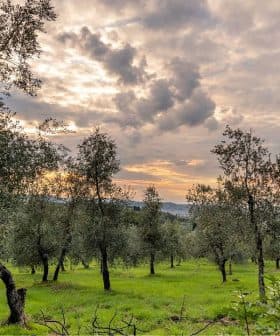 Olive trees in a grove under a cloudy sky during sunset with green grass. - Olive Oil Times