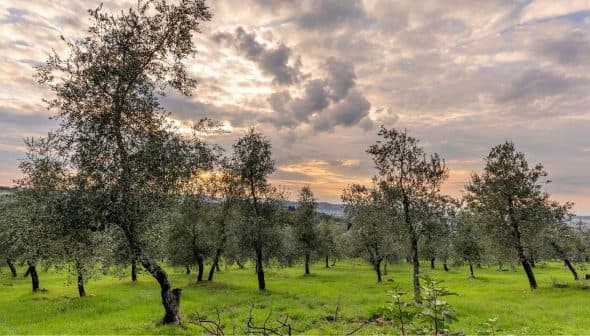 Olive trees in a grove under a cloudy sky during sunset with green grass. - Olive Oil Times