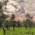 Olive trees in a grove under a cloudy sky during sunset with green grass. - Olive Oil Times