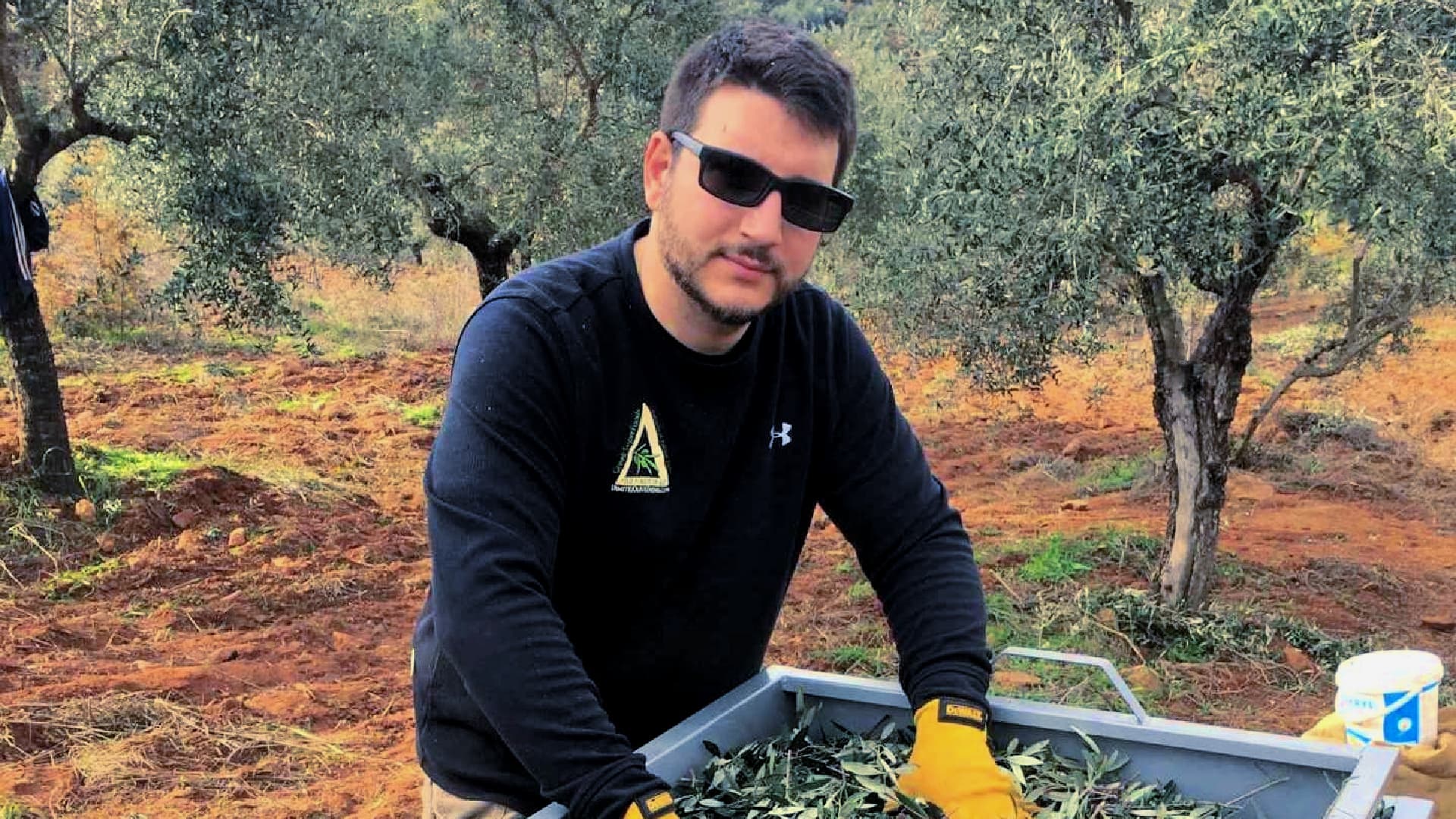 Man wearing sunglasses and gloves sorting olive leaves in a container in an olive grove. - Olive Oil Times