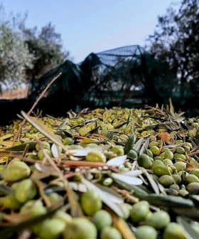 A close-up view of harvested olives spread on the ground with olive branches. - Olive Oil Times
