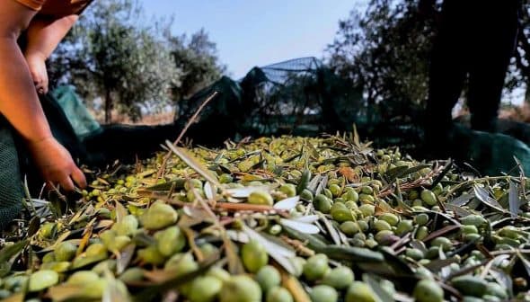 A close-up view of harvested olives spread on the ground with olive branches. - Olive Oil Times