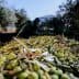 A close-up view of harvested olives spread on the ground with olive branches. - Olive Oil Times