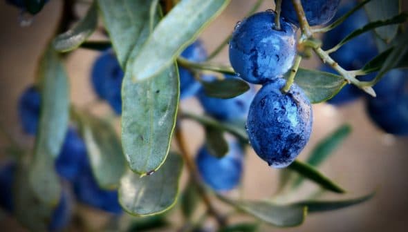 Close-up image of fresh blue olives hanging from a branch with green leaves. - Olive Oil Times