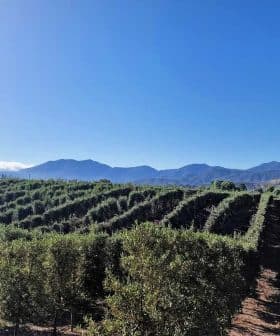 Olive trees arranged in rows with mountains visible in the background under a clear blue sky. - Olive Oil Times