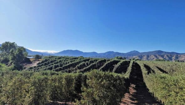 Olive trees arranged in rows with mountains visible in the background under a clear blue sky. - Olive Oil Times