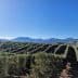 Olive trees arranged in rows with mountains visible in the background under a clear blue sky. - Olive Oil Times