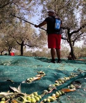 Person harvesting olives using a pole in an olive grove with nets on the ground. - Olive Oil Times
