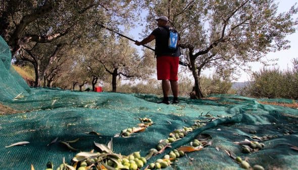 Person harvesting olives using a pole in an olive grove with nets on the ground. - Olive Oil Times